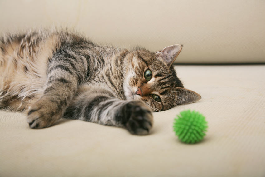 A tabby cat playing with a green ball toy