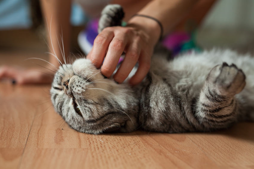 A tabby cat really enjoying its chin being tickeled