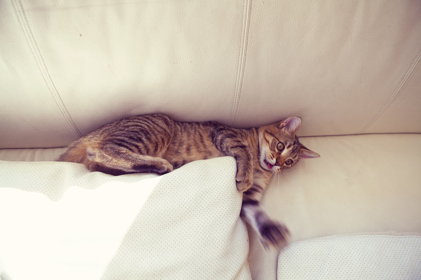 A tabby cat scratching the sofa