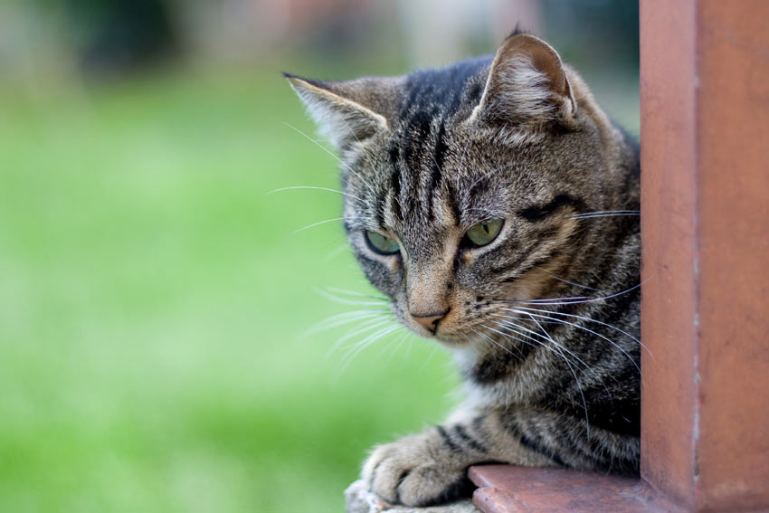 Vachtkleuren en patronen van katten | Een geschikte | Katten