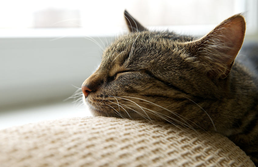 Refrein breed Adolescent Huiskat of buitenkat? | Een geschikte kat uitzoeken | Katten | Gids