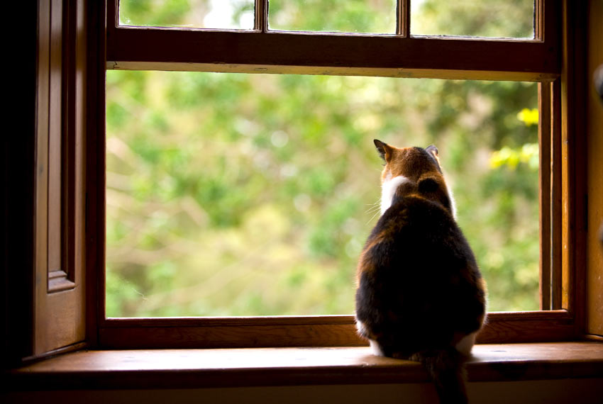 A tri colour cat sitting on a windowsill looking outside