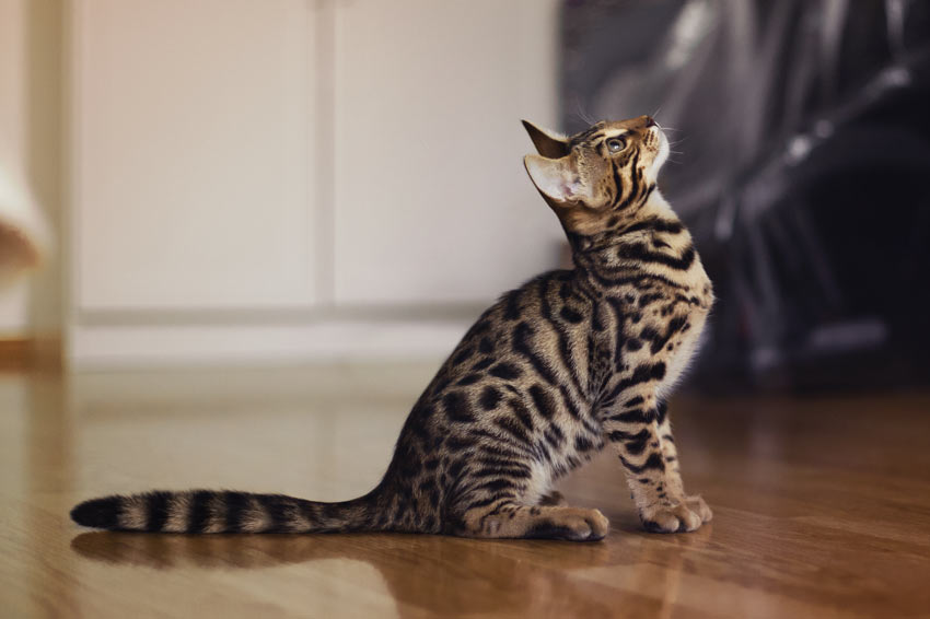 A very clever Bengal Cat who can even be trained