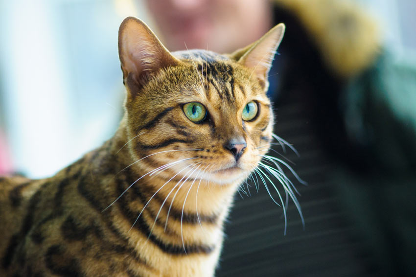 A very clever and sociable Bengal Cat