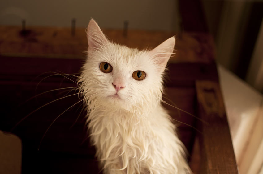 A wet cat that needs drying after just having a bath