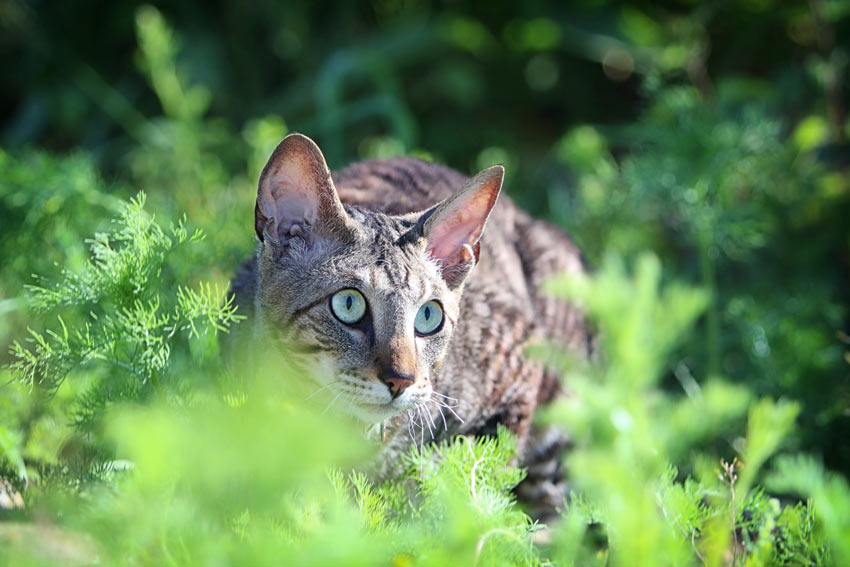 A wonderful young Cornish Rex cat creeping in the bushes