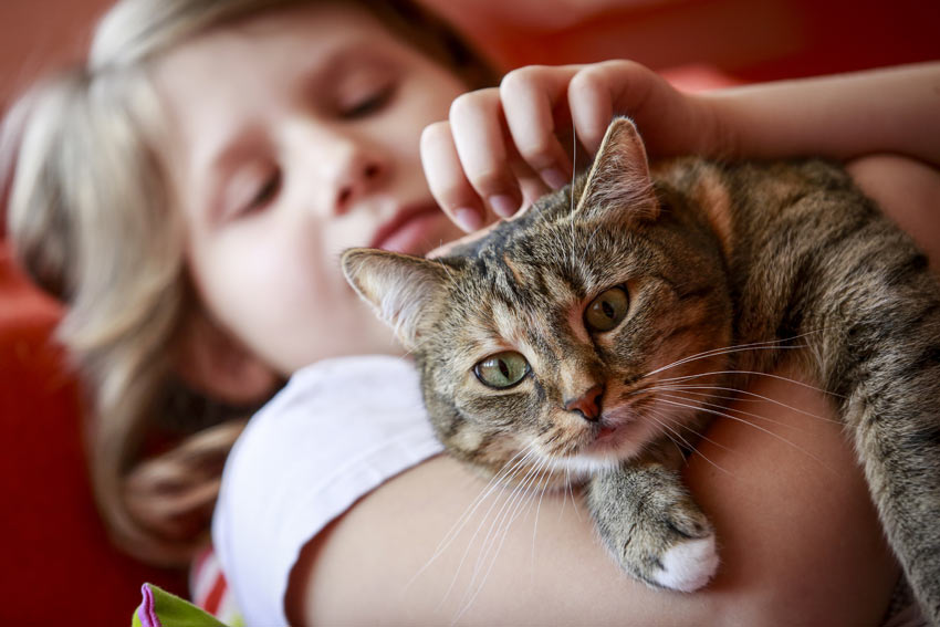 A young child holding her beautiful new cat