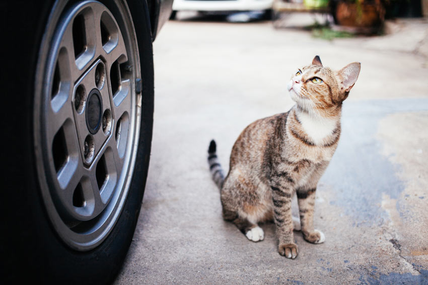 A young tabby cat worried at the though of traveling in a car