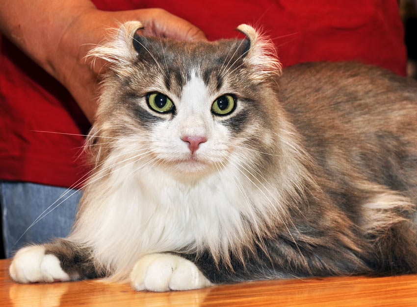 An American Curl cat with incredible back curled ears and green eyes