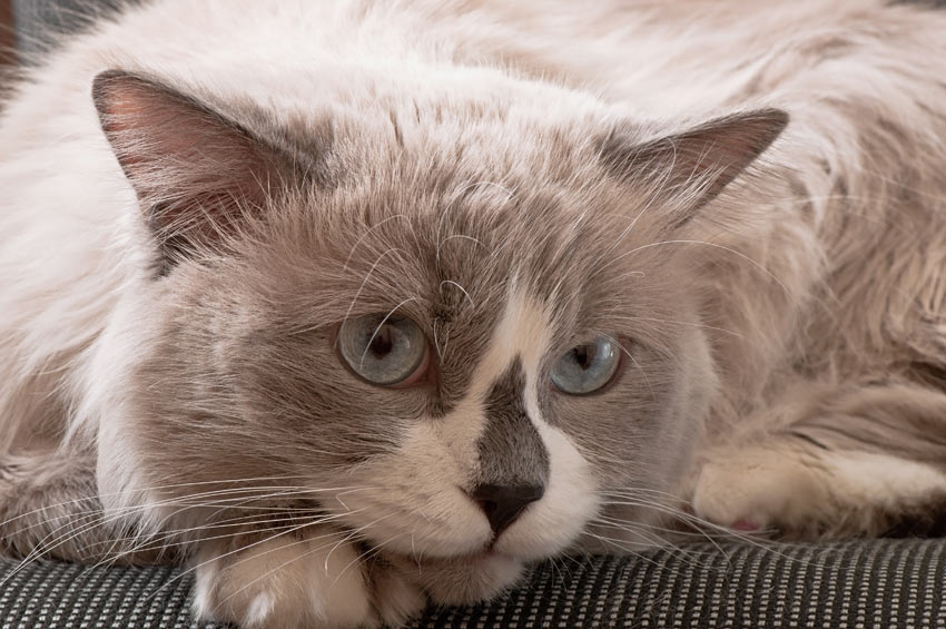 An adorable Ragdoll Cat perfect for living indoors