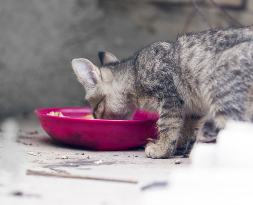 Kattenvoer | Verzorging Van Katten | Katten | Gids | Omlet Nl