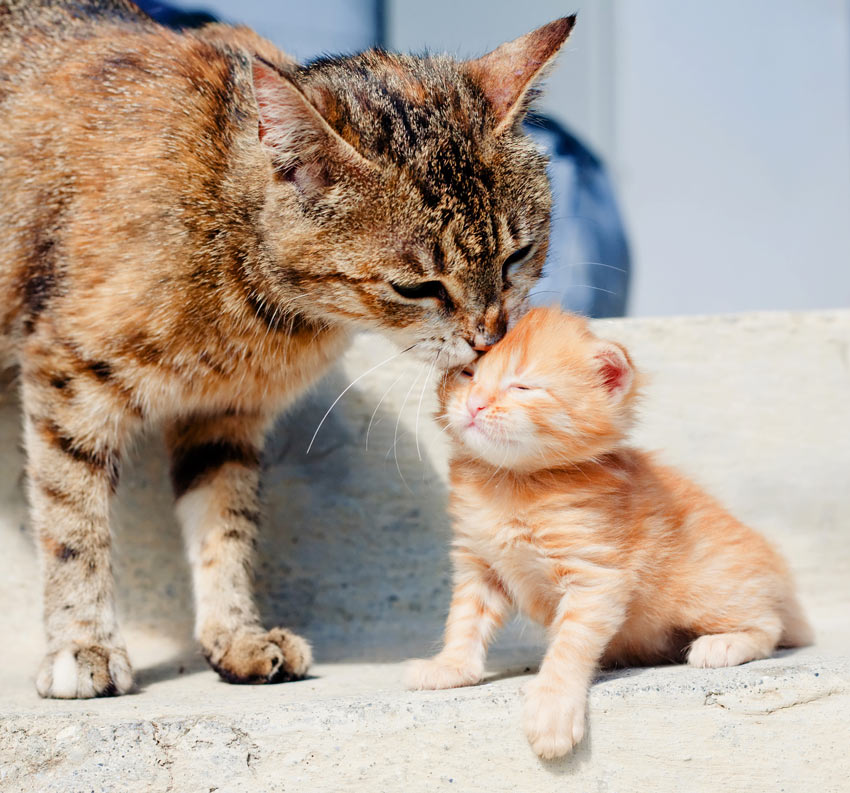 Uitverkoop hardware wassen Zal ik een kitten of een volwassen kat nemen? | Een geschikte kat uitzoeken