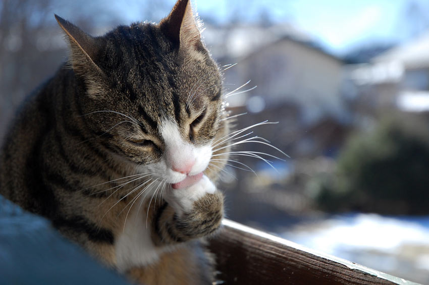 An adult cat cleaning itself