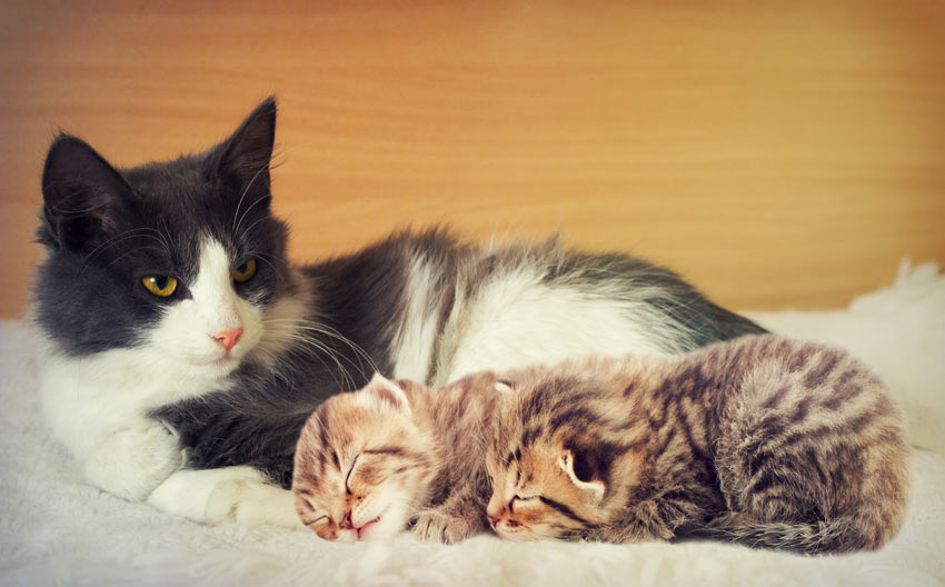 An adult cat lying down with two beautiful little kittens