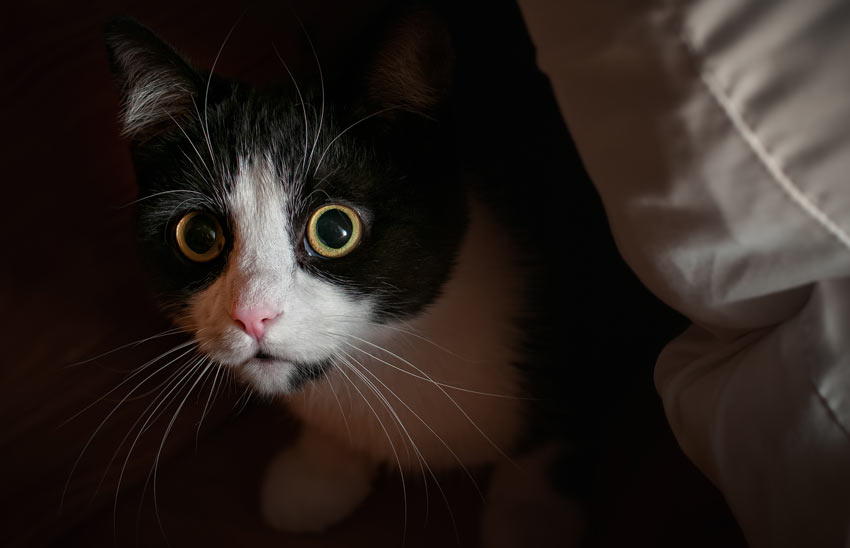 An anxious cat with dilated pupils and whiskers pointing down