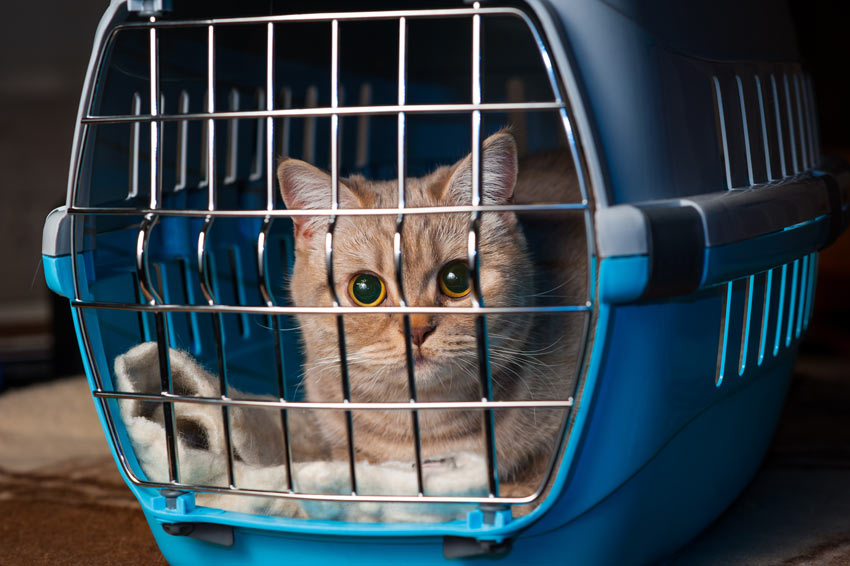 An endearing ginger cat in her cat carrier
