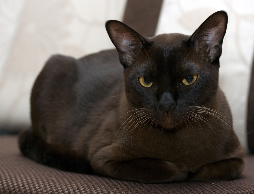 An intelegent black Burmese cat who loves human interaction