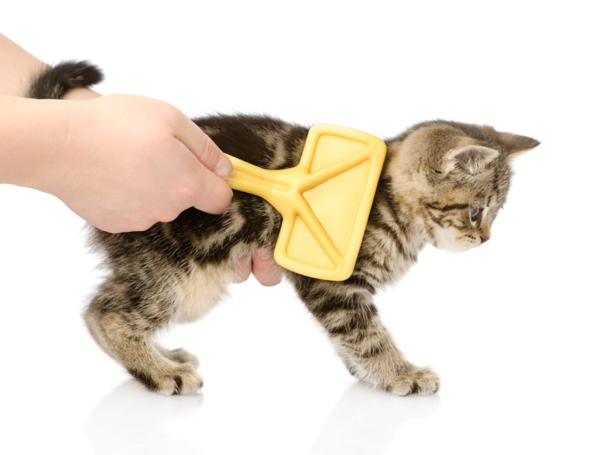 Brushing a beautiful young tabby kitten