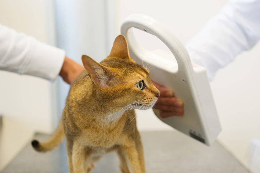 A cat being scanned for a microchip