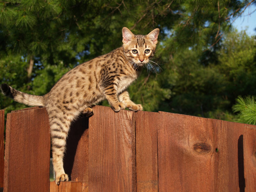 7 Grootste kattenrassen Een geschikte kat | Gids