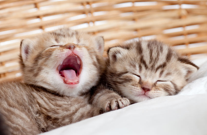 Two adorable young kittens resting in their basket one yawning
