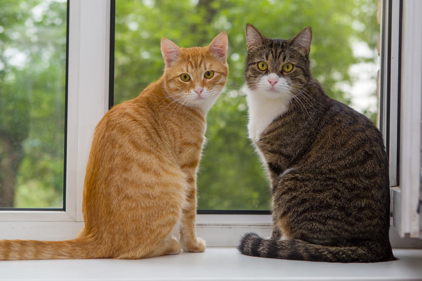 Two beautiful moggy cats sat on a window ledge