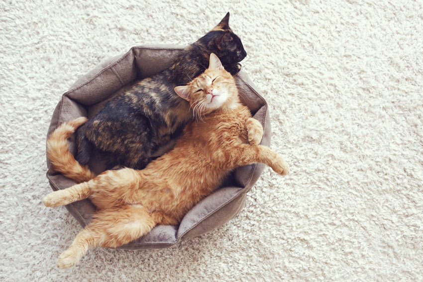 Two cat pals snoozing in their bed