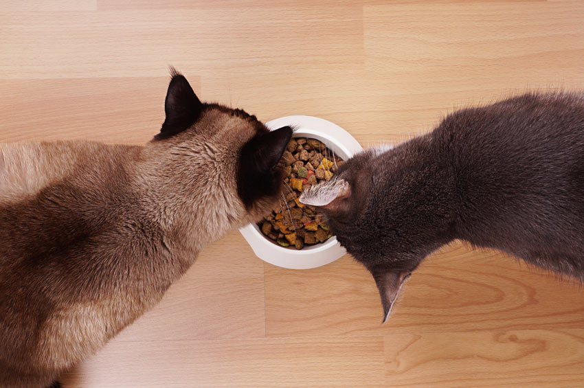 Two cats feeding from the same food bowl