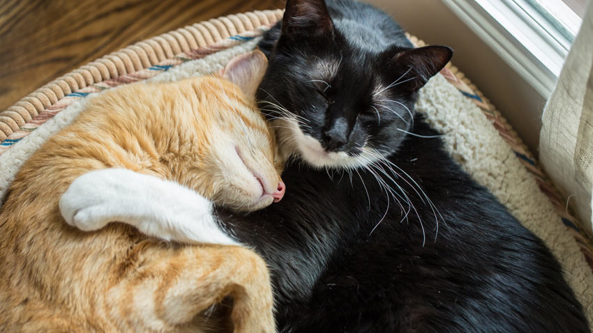 Two cats laying down cuddling each other