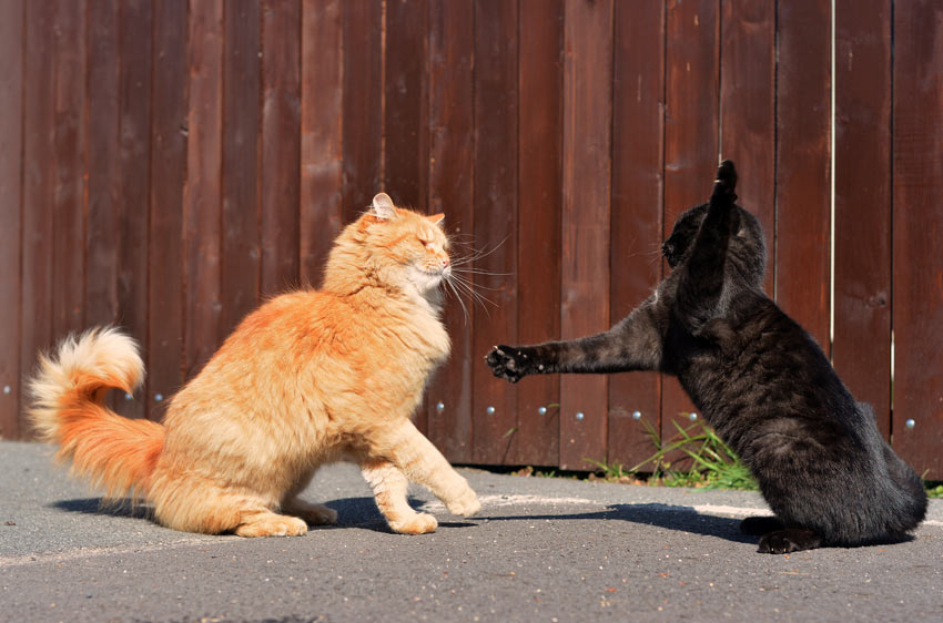 Two cats meeting for the first time