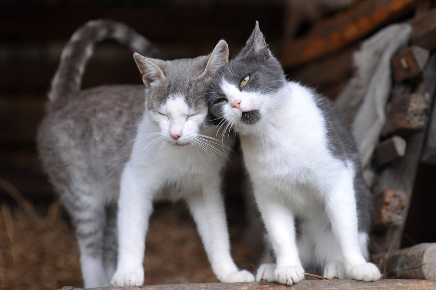 dennenboom Snel Moet Zal ik twee katten nemen? | Een geschikte kat uitzoeken | Katten | Gids