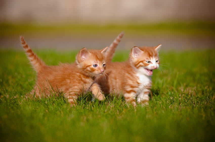 dennenboom Snel Moet Zal ik twee katten nemen? | Een geschikte kat uitzoeken | Katten | Gids