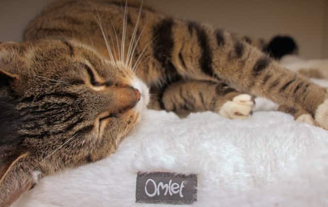 Kat ontspant op de Omlet Maya Donut kattenmand. Bied uw kat volledige ontspanning met de Maya Donut kattenmand.