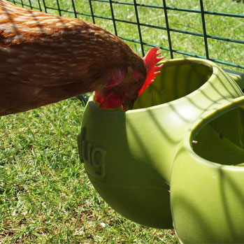 A Gingernut Ranger drinking water from the Omlet feeder that's attached to the Eglu Classic Run