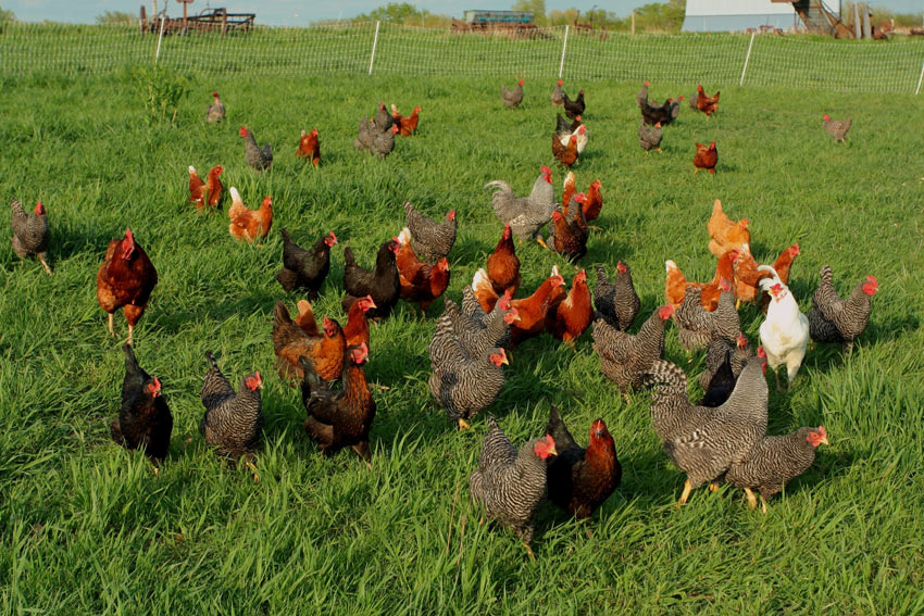 A Flock Of Free Range Chickens