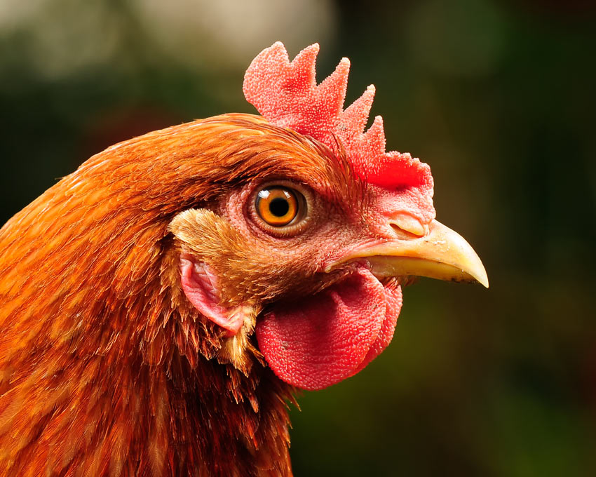 Checklist voor een gezonde Kippen uitzoeken | Kippen Gids