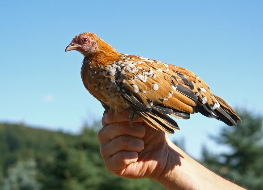 If you tame your chickens from a young age health check are easy