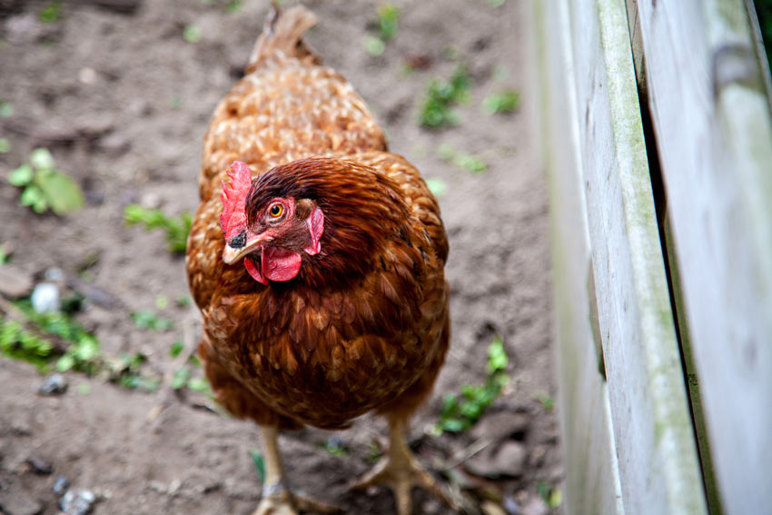 A chicken looking curiously at its owner