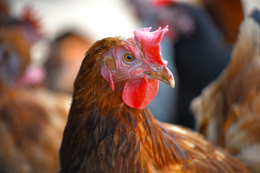 A chicken with a beautiful beak, comb and wattle