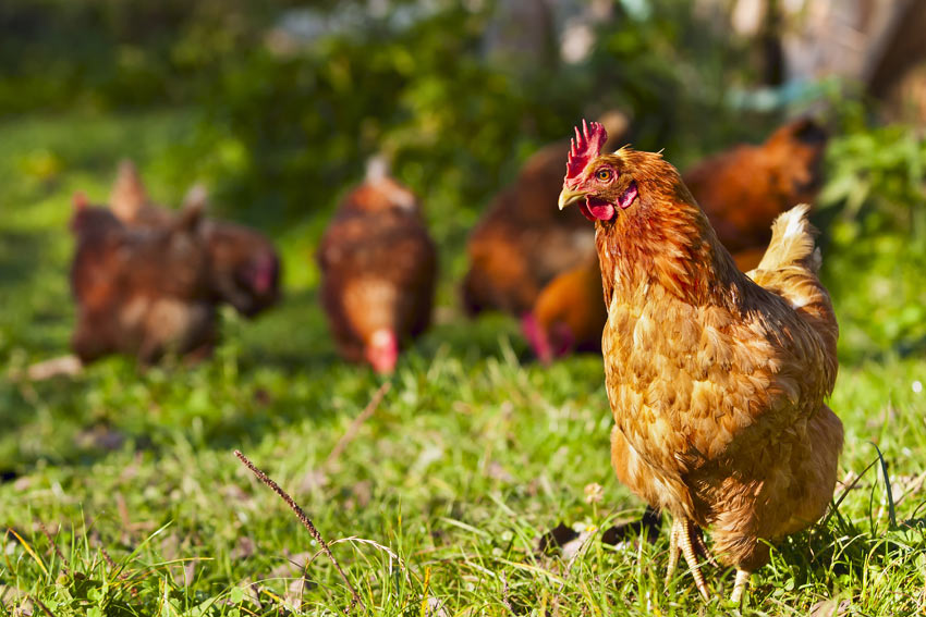 zakdoek Onderscheid fiets Hoeveel kosten kippen? | Kan ik kippen houden? | Kippen | Guide | Omlet