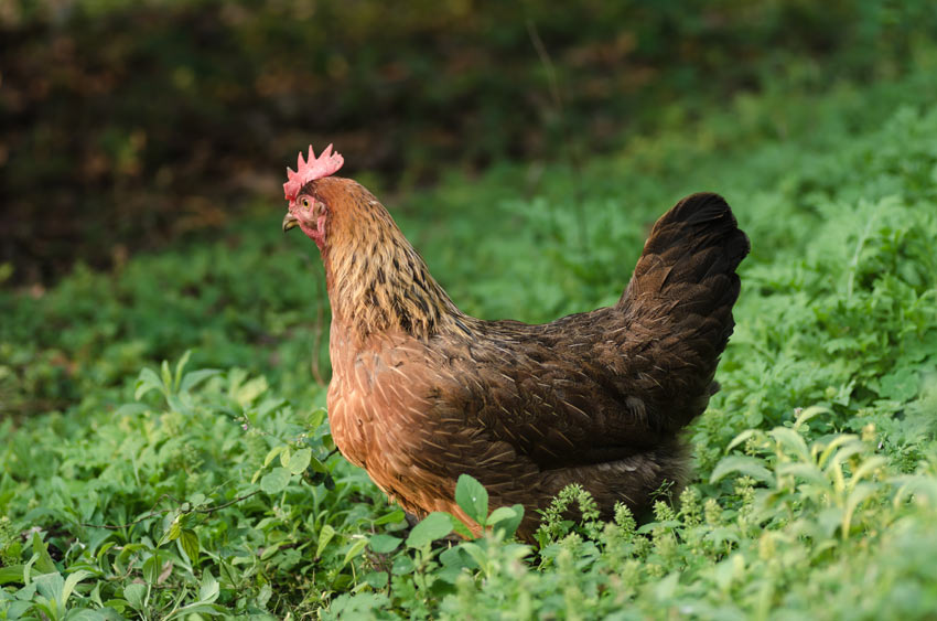 A lovely laying Welsummer chickens grazing in the grass