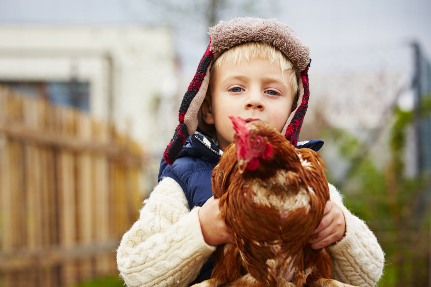 A young boy holding his beautiful, tame chicken