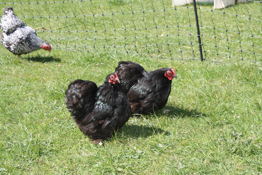 Archie Scott's wonderful Pekin Bantam hens free ranging in their Omlet Fencing