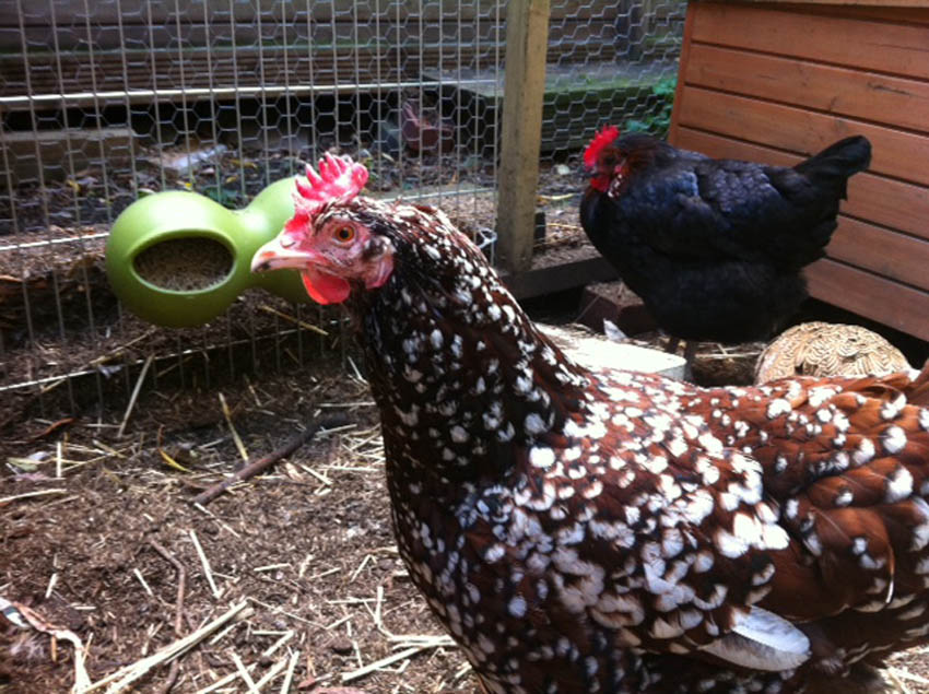Cheryl Powling's Speckledy hens have decided who's in charge