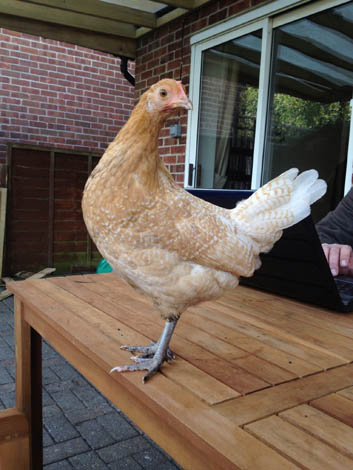 Denise Howarth's lovely posing Chamois Pencilled Friesian hen named Lolly