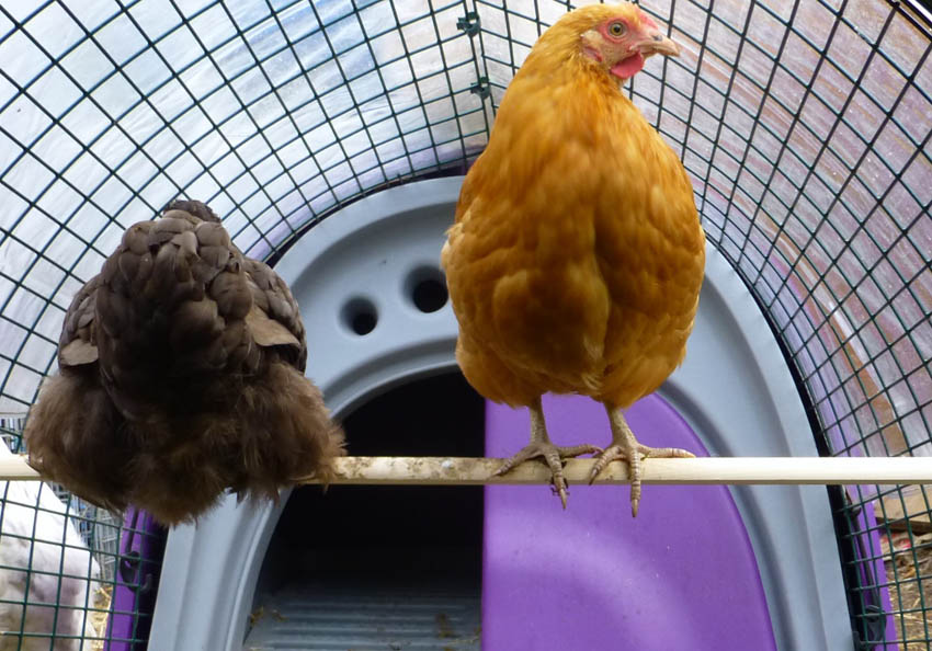 Helen Goodson's wonderful chocolate and buff orpington bantams named Muffy and Buffy