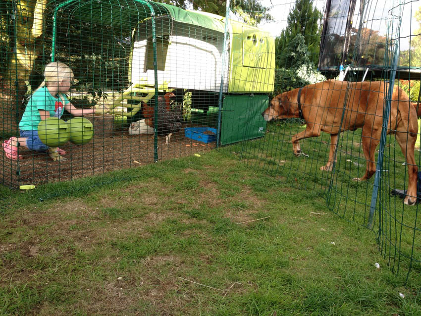 Lucy Milne's beautiful big dog saying hello to her happy hens in their Eglu Cube