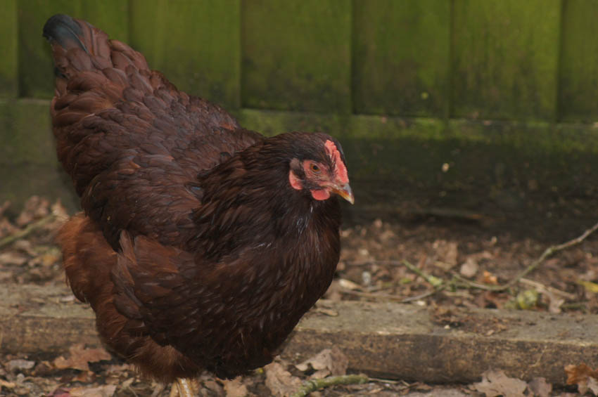 Lynn Beasley's lovely little Rhode Island Red hen named Liberty