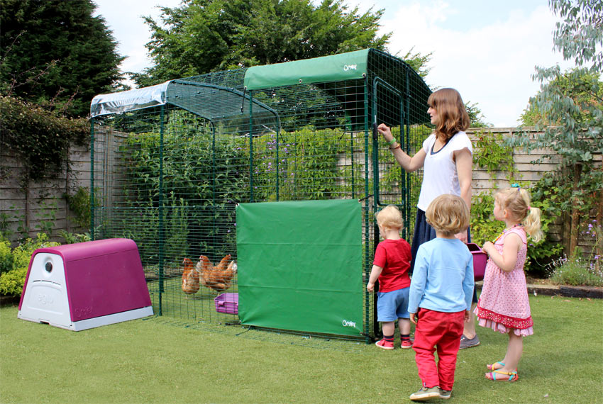 Omlet chickens enjoying their walk in run with some children and Eglu go