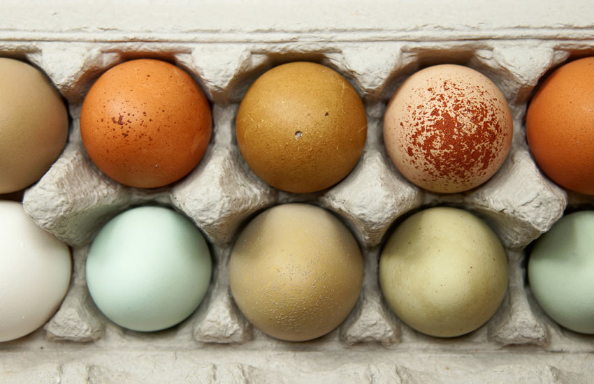 Ten beautiful chicken eggs each laying by a different chicken